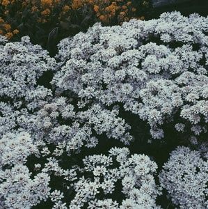 Meet your Posher, Adriana